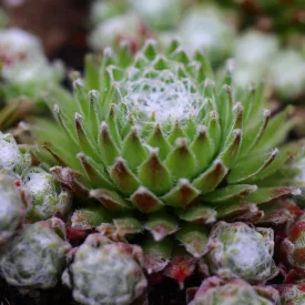 Sempervivum Koko Flanel - kövirózsa
