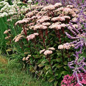 Sedum Matrona- pompás varjúháj
