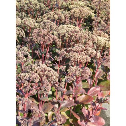 Sedum  Matrona- pompás varjúháj