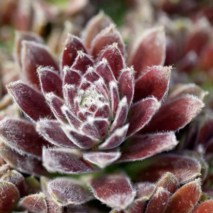 Sempervivum Ohio Burgundy - kövirózsa