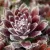 Sempervivum Ohio Burgundy - kövirózsa