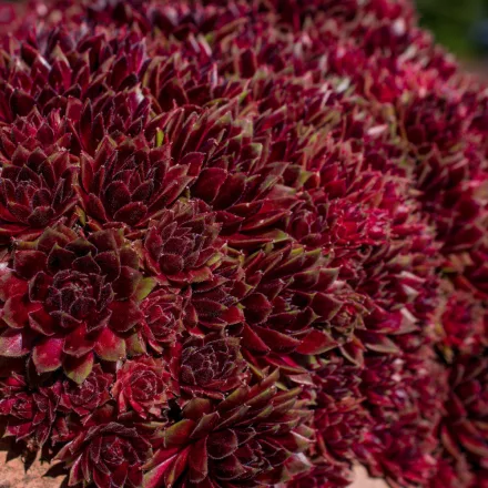Sempervivum Purple Beauty - kövirózsa