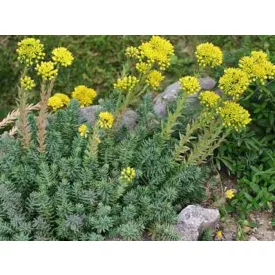 Sedum reflexum Angelina- kövi varjúháj