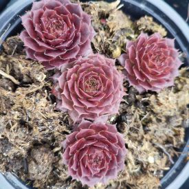 Sempervivum Santis - kövirózsa