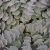 Sedum sieboldii - terézke