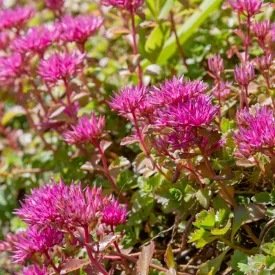 Sedum spurium Coccineum - kaukázusi varjúháj