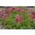 Sedum spurium Coccineum - kaukázusi varjúháj