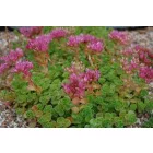 Sedum spurium Coccineum - kaukázusi varjúháj