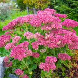 Sedum spectabile Hot Staff - pompás varjúháj