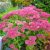 Sedum spectabile Hot Staff - pompás varjúháj