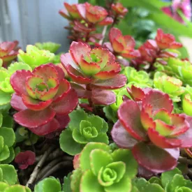Sedum spurium Purpurteppich - kaukázusi varjúháj