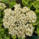 Sedum spectabile Stardust - pompás varjúháj