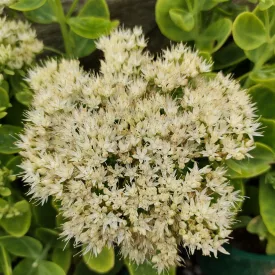 Sedum spectabile Stardust - pompás varjúháj