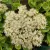 Sedum spectabile Stardust - pompás varjúháj