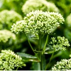 Sedum spectabile Stardust - pompás varjúháj