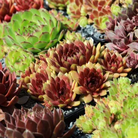 Sempervivum tectorum Alpinum - kövirózsa 
