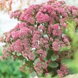   Sedum telephium Seduction Rosé Soirée - kárpáti varjúháj