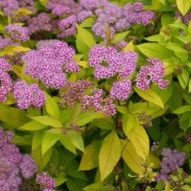 Spirea japonica - japán gyöngyvessző