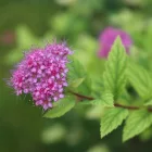 Spirea japonica Manon - japán gyöngyvessző