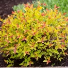 Spirea japonica Manon - japán gyöngyvessző