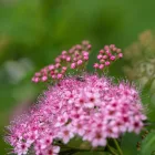Spirea japonica - japán gyöngyvessző