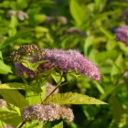 Spirea japonica - japán gyöngyvessző