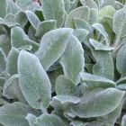 Stachys byzantina - nyuszifül, gyapjas tisztesfű