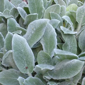 Stachys byzantina - nyuszifül, gyapjas tisztesfű
