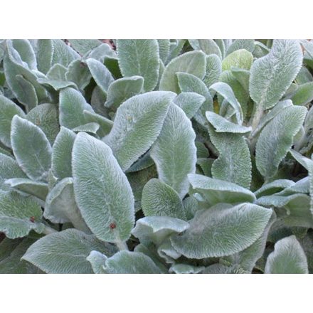Stachys byzantina - nyuszifül, gyapjas tisztesfű