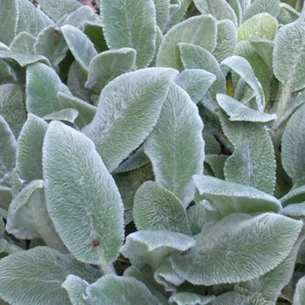 Stachys byzantina - nyuszifül, gyapjas tisztesfű