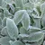 Stachys byzantina - nyuszifül, gyapjas tisztesfű
