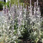 Stachys byzantina - nyuszifül, gyapjas tisztesfű