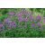 Stachys monieri Hummelo - nyuszifül, nagyvirágú tisztesfül