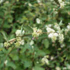Symphoriocarpos albus - hóbogyó bokor