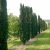 Taxus baccata Fastigiata Robusta - tiszafa