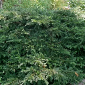 Taxus baccata Repandens - tiszafa