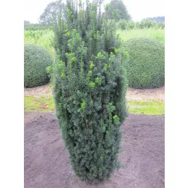 Taxus baccata Sonata - tiszafa