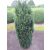 Taxus baccata Sonata - tiszafa