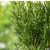 Taxus media Groenland - tiszafa