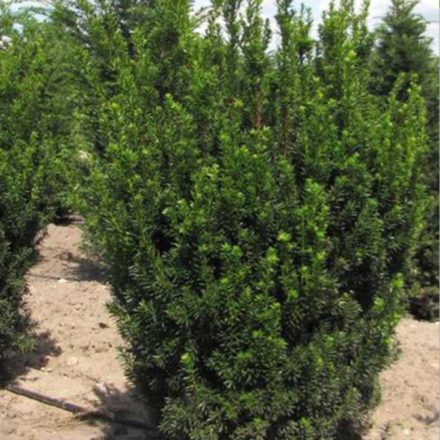 Taxus media Hicksii - tiszafa
