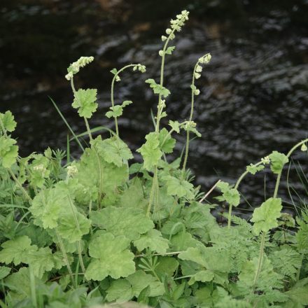 Tellima grandiflora - csészerojt