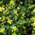 Thymus citriodorus Bertram Anderson- tarka levelű citromillatú kakukkfű