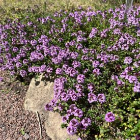 Thymus citriodorus Doone Valley - citromillatú kakukkfű
