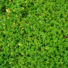 Thymus citriodorus Doone Valley - citromillatú kakukkfű