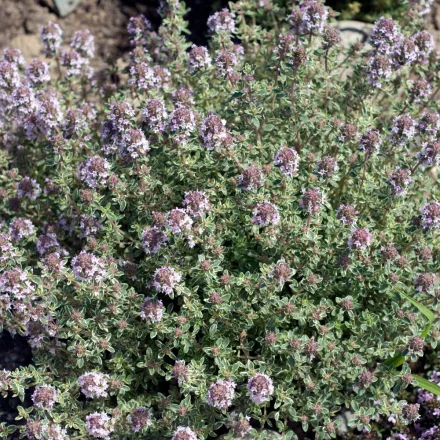 Thymus citriodorus Silver King - citromillatú kakukkfű