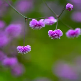   Thalictrum delavayi Hewitts Double - szárnyastermésű borkóró