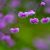 Thalictrum delavayi Hewitts Double - szárnyastermésű borkóró