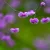 Thalictrum delavayi Hewitts Double - szárnyastermésű borkóró