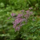 Thalictrum delavayi Hewitts Double - szárnyastermésű borkóró