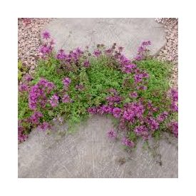 Thymus praecox Red Carpet - korai kakukkfű